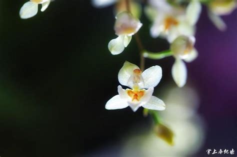 文心蘭的花語|文心蘭花語：隱藏的愛，快樂無憂，寓意忘卻煩